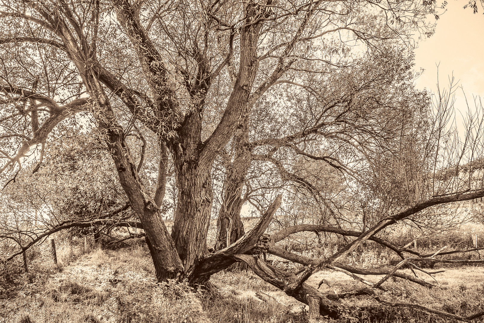 Der alte Baum Foto & Bild vor der tür, wolken, baum Bilder auf