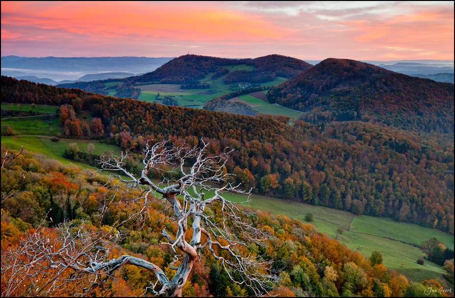 Der alte Baum