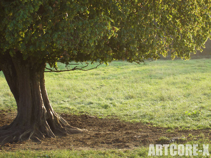 Der alte Baum