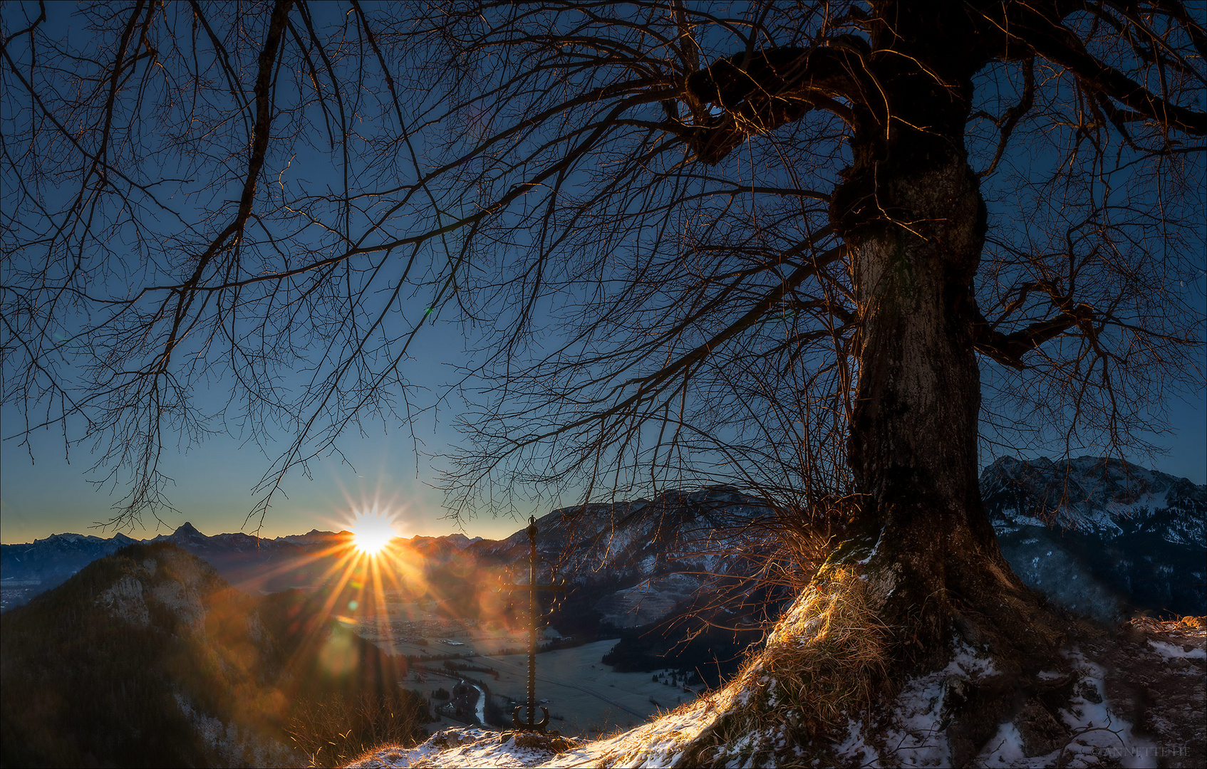 Der alte Baum