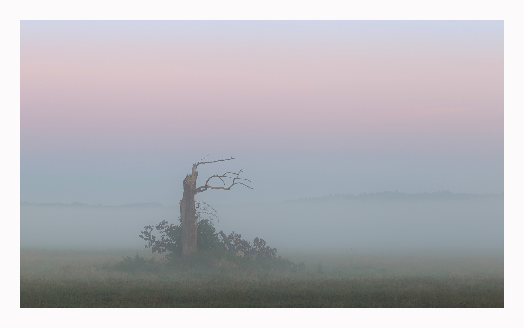 Der alte Baum