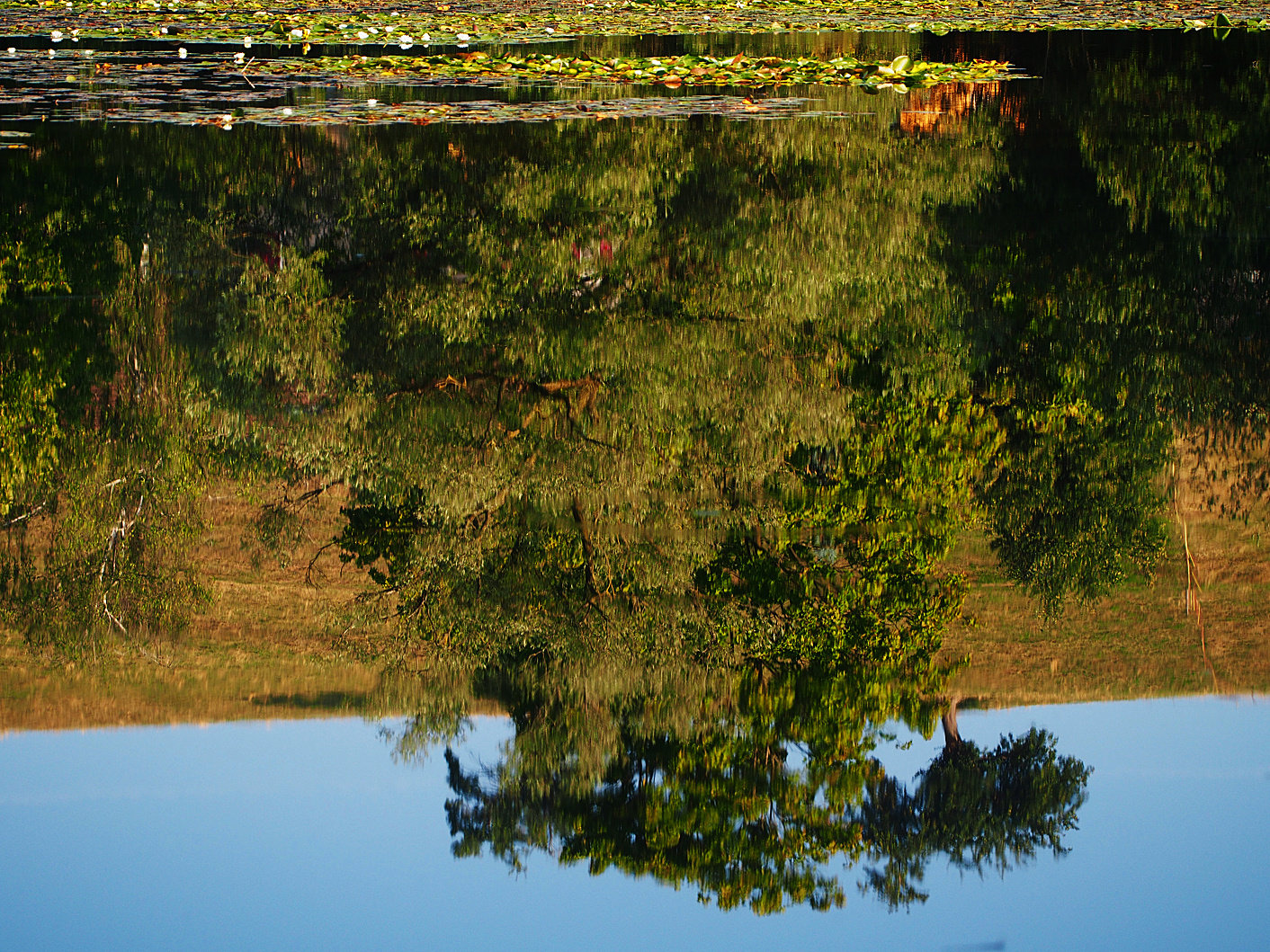 Der Alte Baum