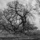 der alte Baum