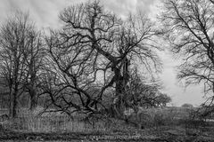 der alte Baum