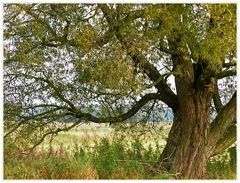 Der alte Baum