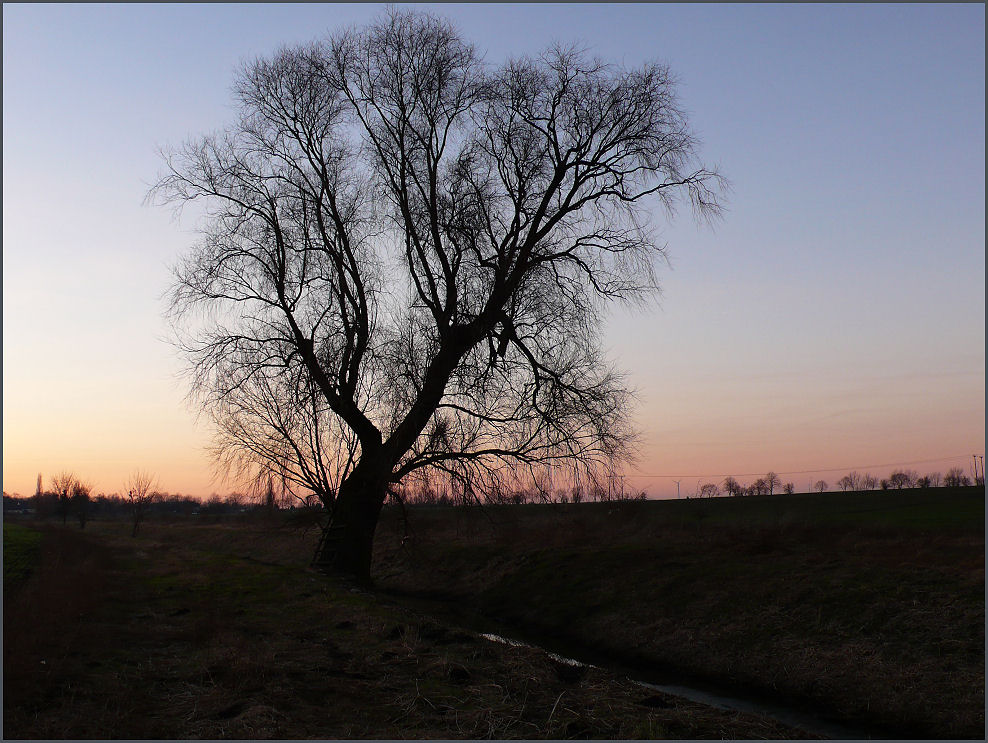 Der alte Baum