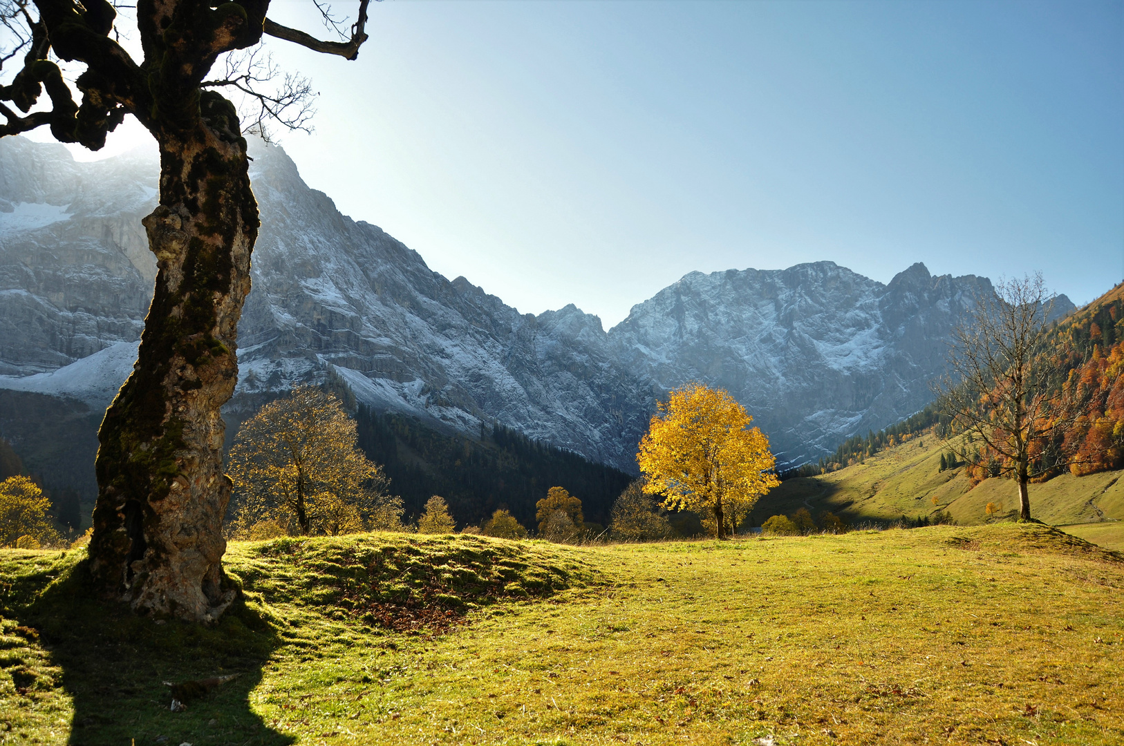 Der alte Baum 