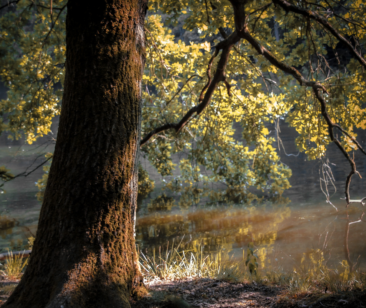 Der alte Baum 