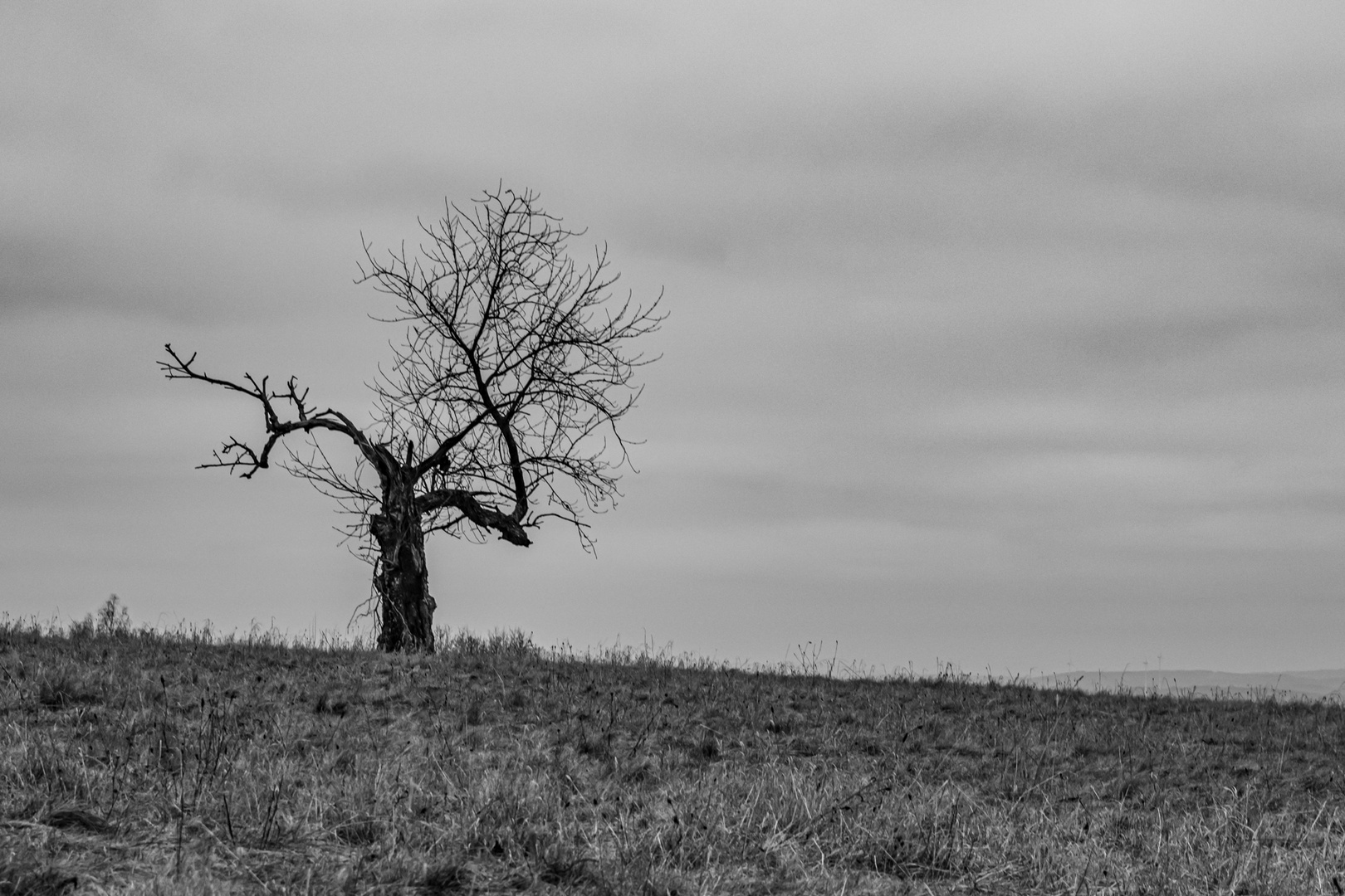 Der alte Baum