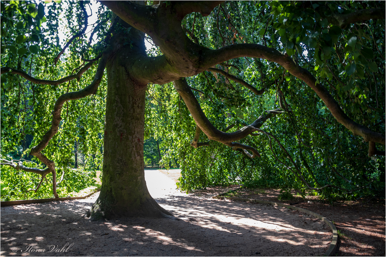 Der alte Baum