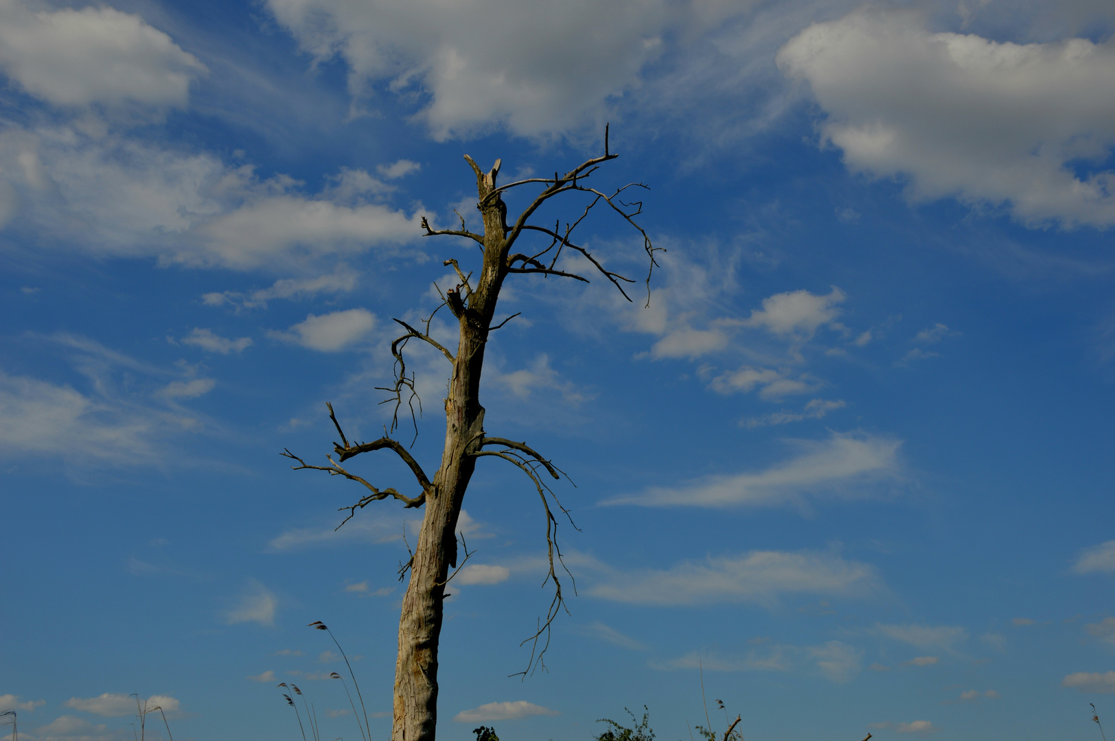 Der alte Baum 