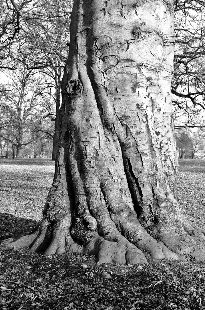 der alte Baum