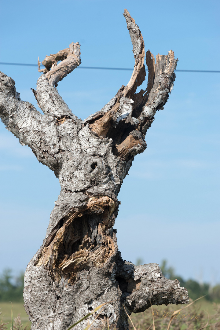 der alte Baum