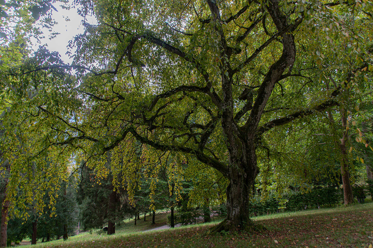 Der alte Baum