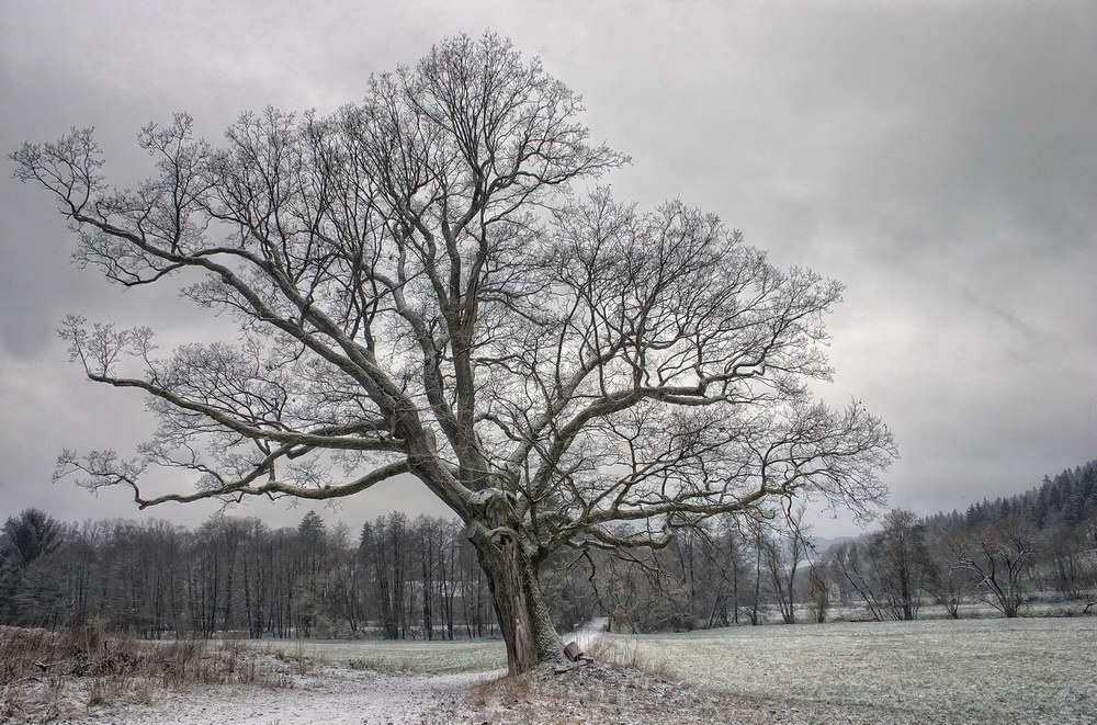 Der alte Baum