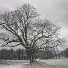 Der alte Baum