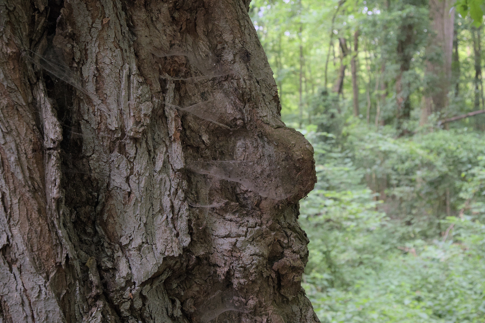 Der alte Baum