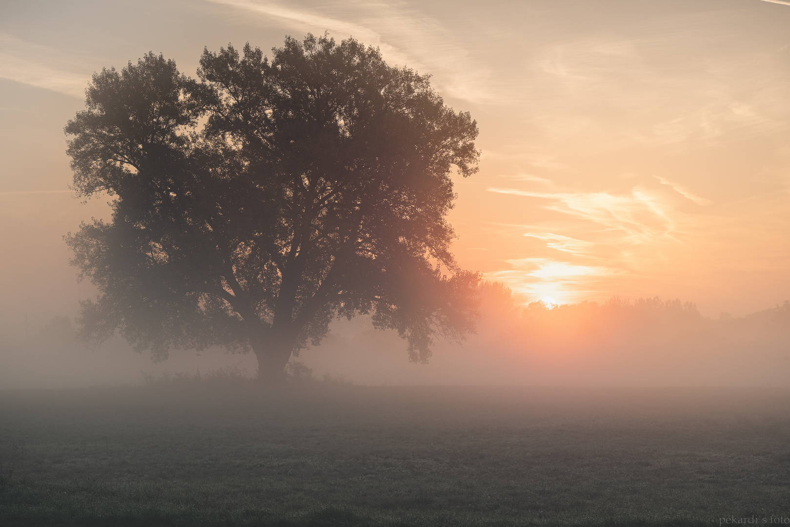 der alte Baum 