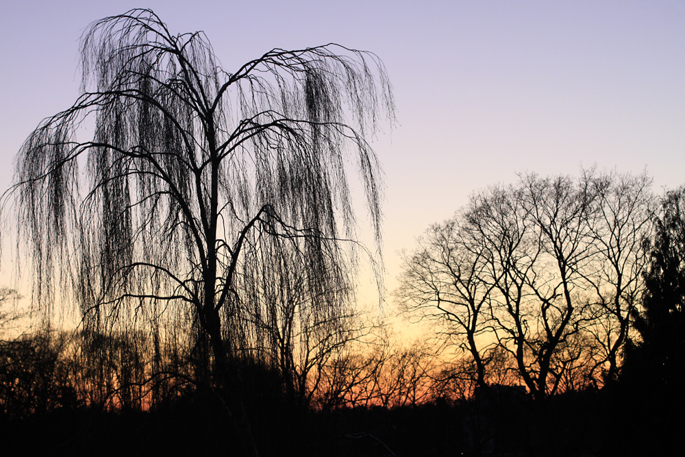 Der alte Baum