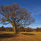 Der alte Baum