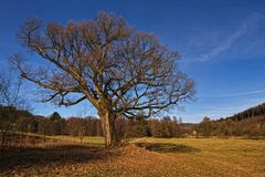 Der alte Baum