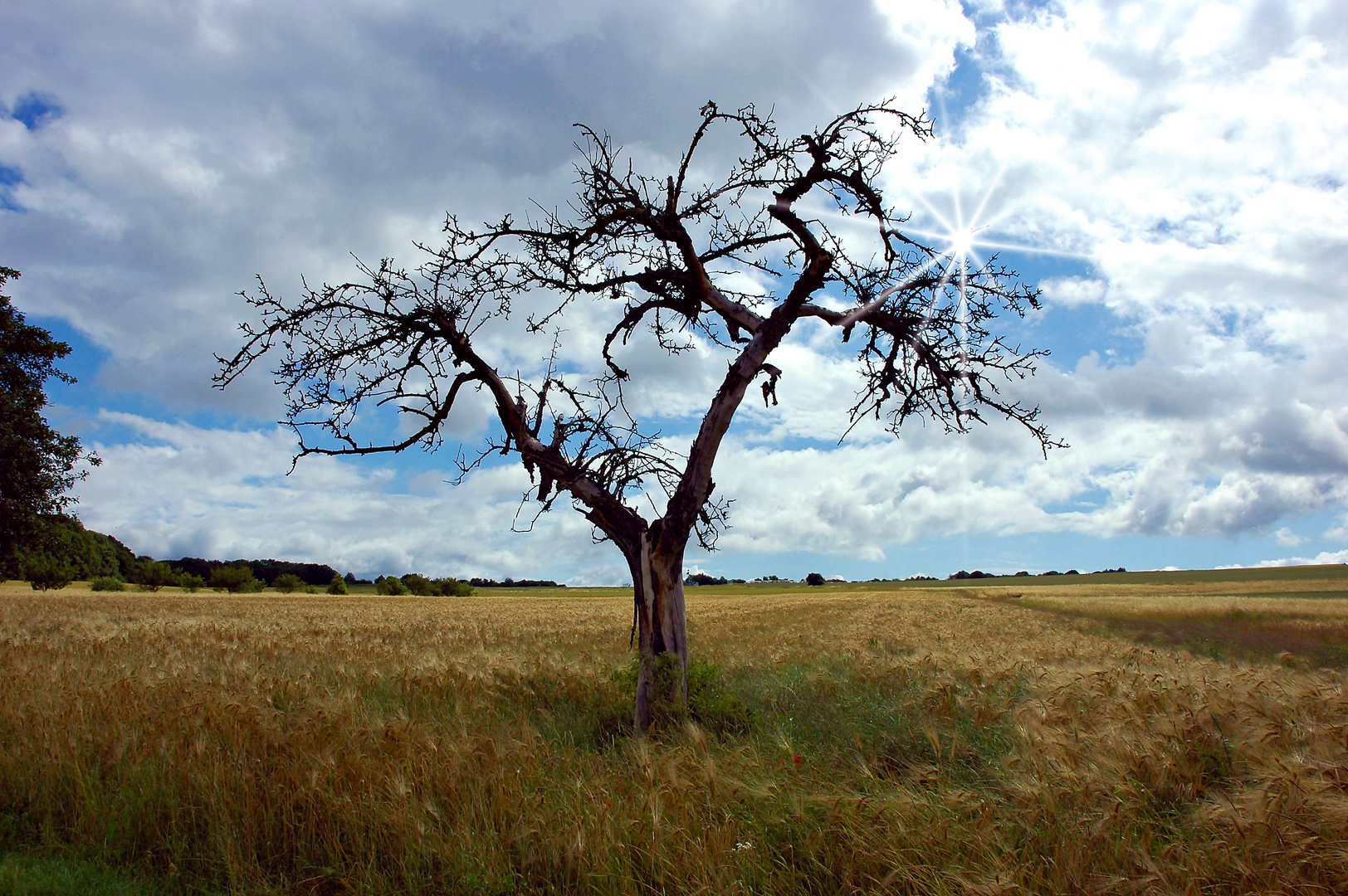 Der alte Baum