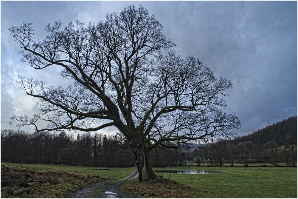 Der alte Baum ...