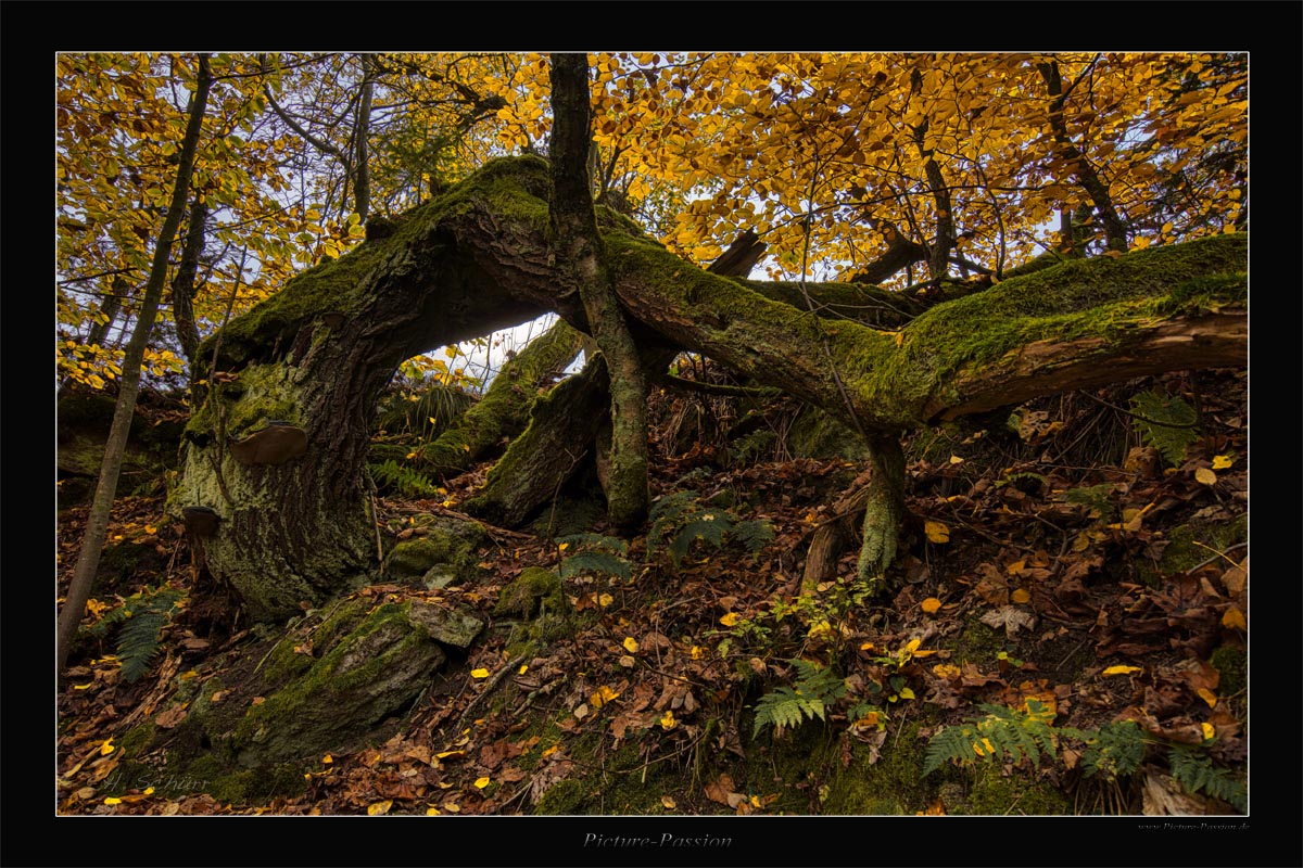 Der alte Baum