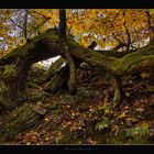 Der alte Baum