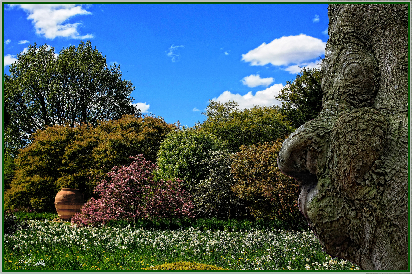 Der "alte Baum"......