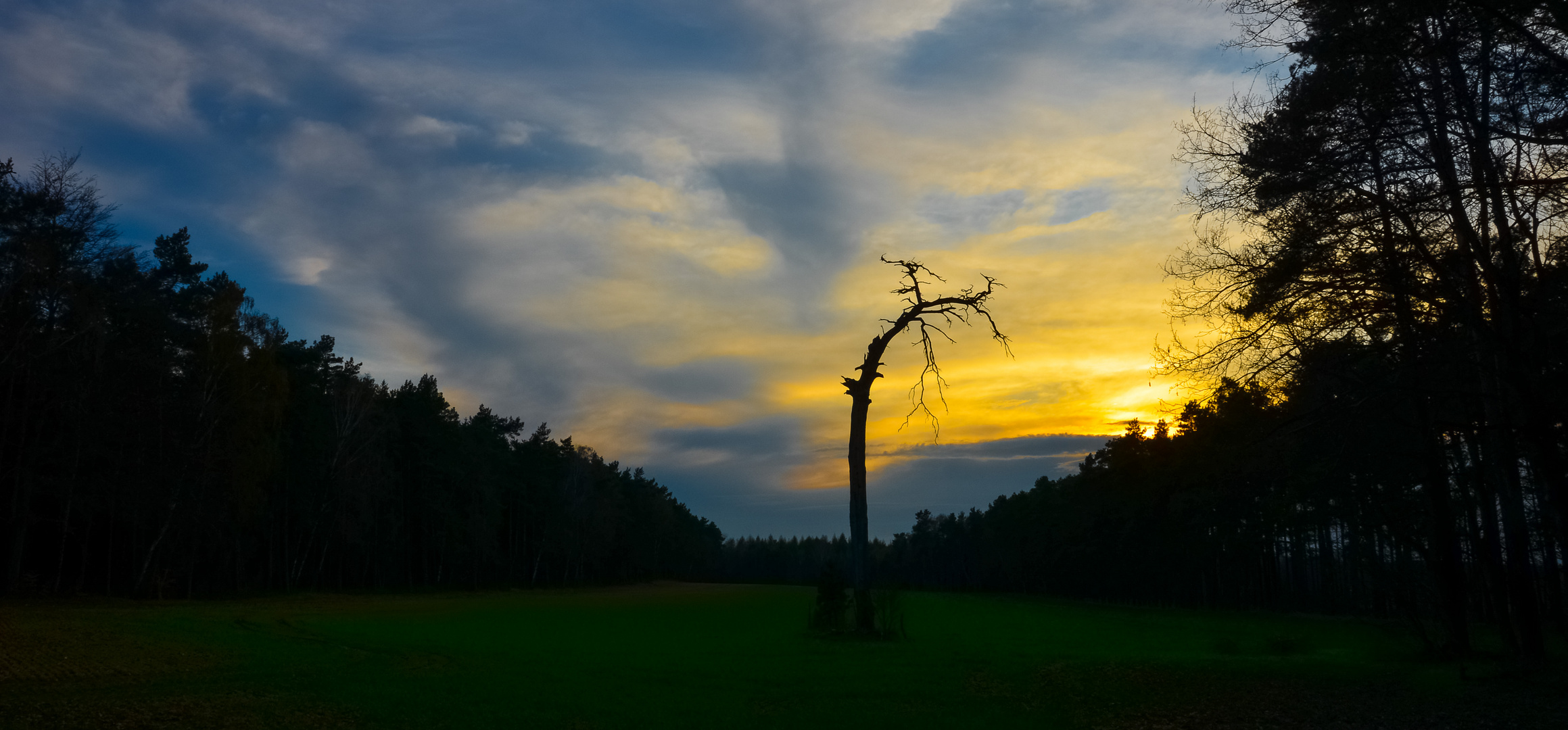 Der alte Baum