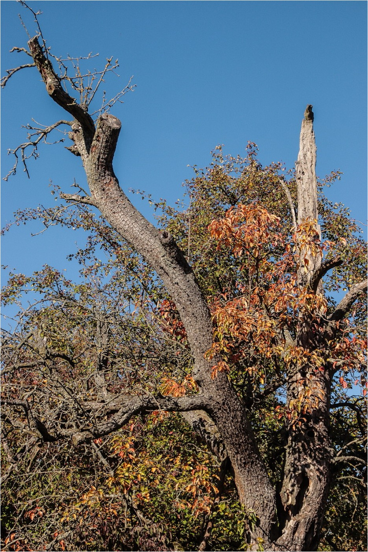 Der alte Baum