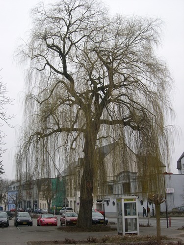 Der alte Baum