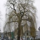 Der alte Baum