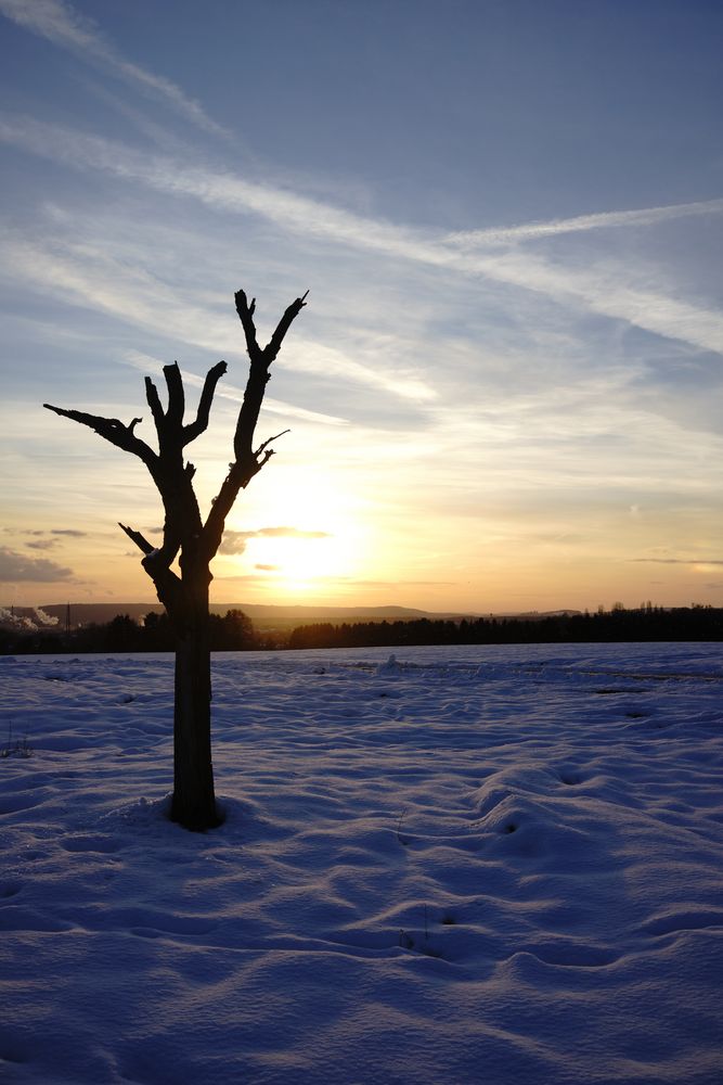 Der alte Baum