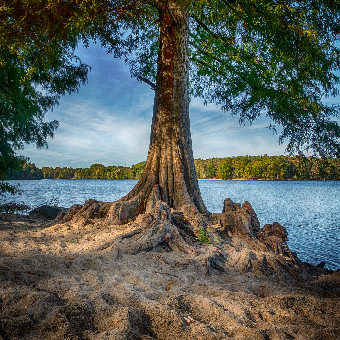 Der alte Baum