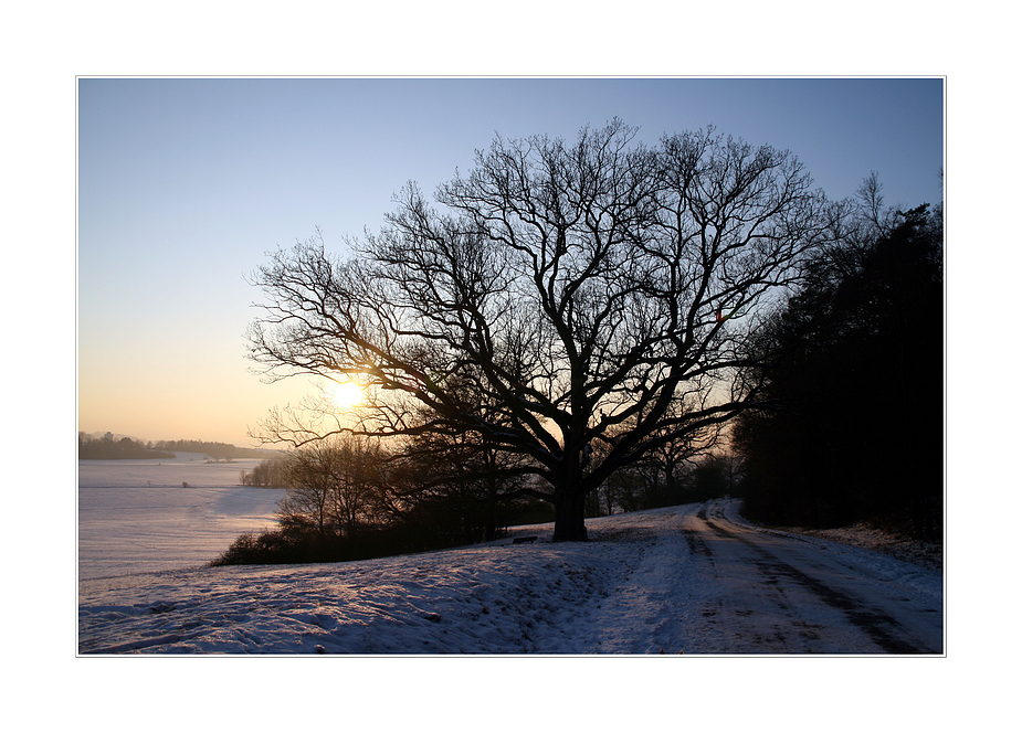 der alte baum...