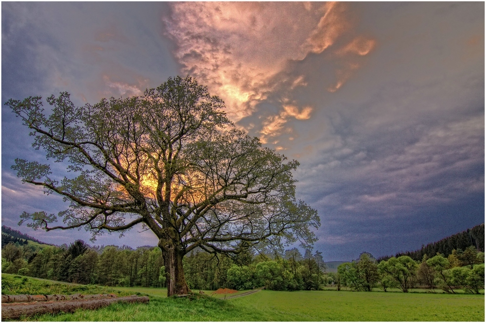 Der alte Baum .