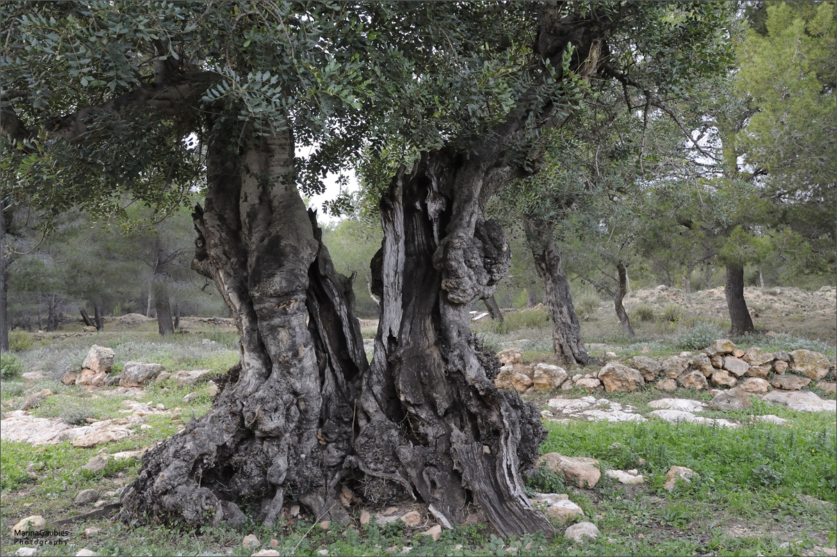 der alte Baum