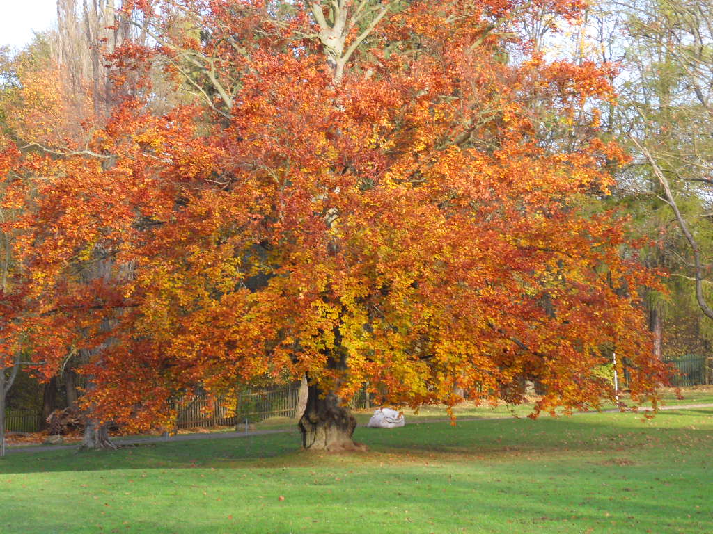 der alte baum