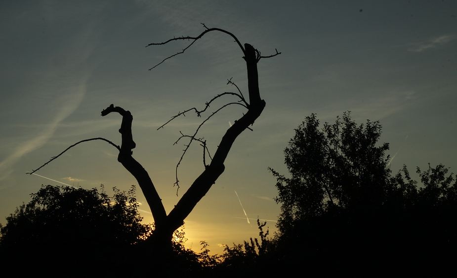 Der alte Baum