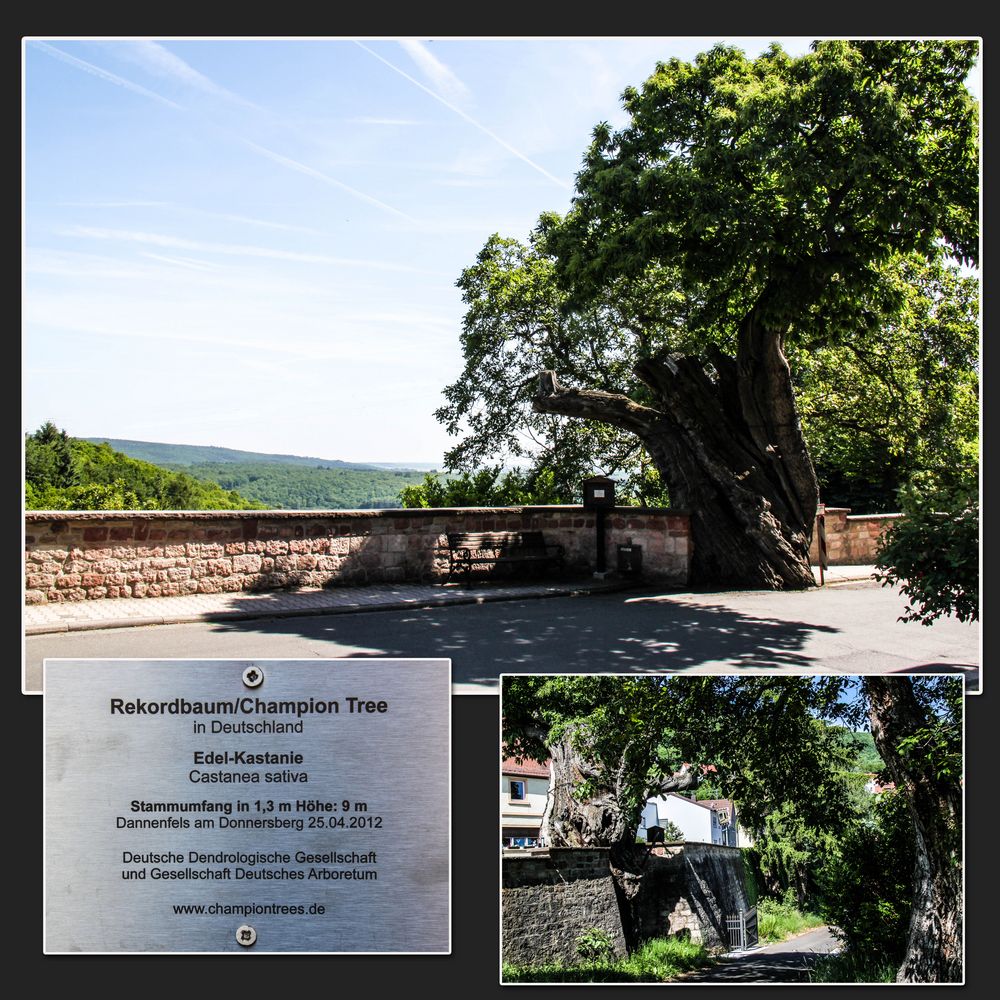 DER ALTE BAUM Foto & Bild deutschland, europe, rheinlandpfalz Bilder auf