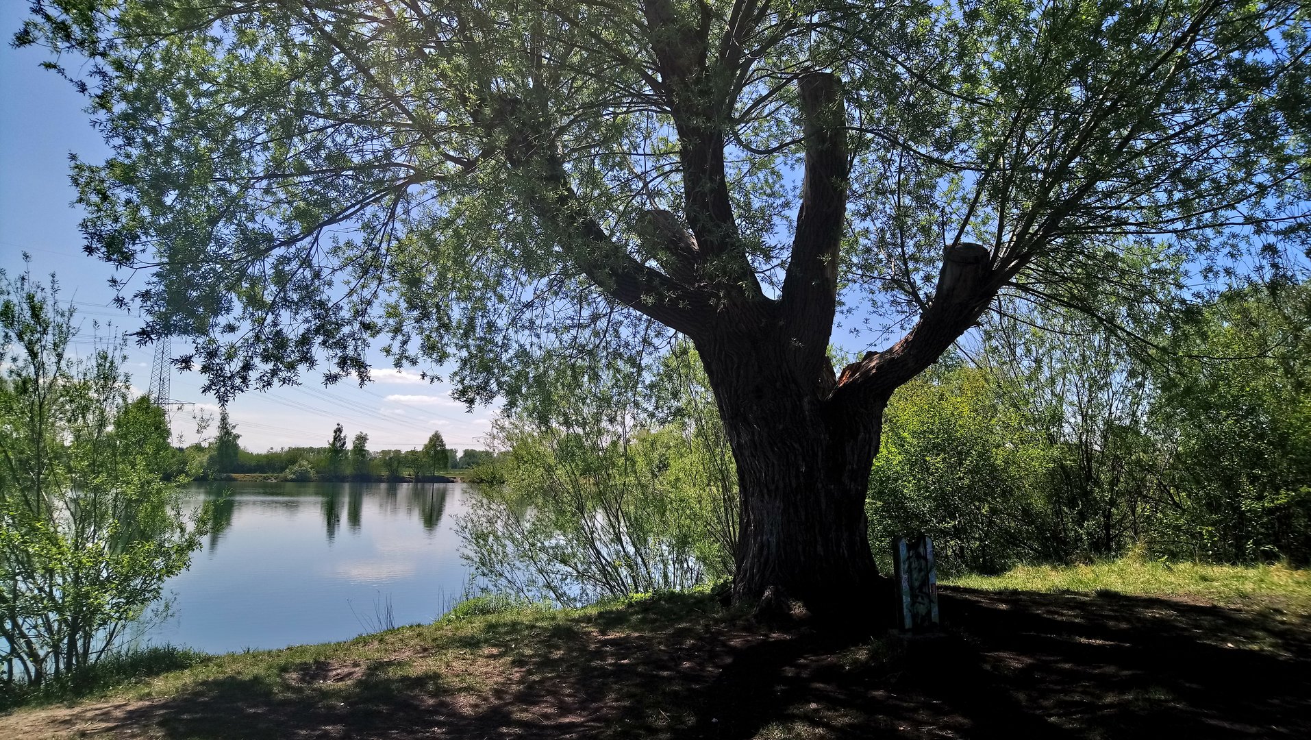 Der alte Baum am Böhmer Weihe