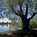 Der alte Baum am Böhmer Weihe