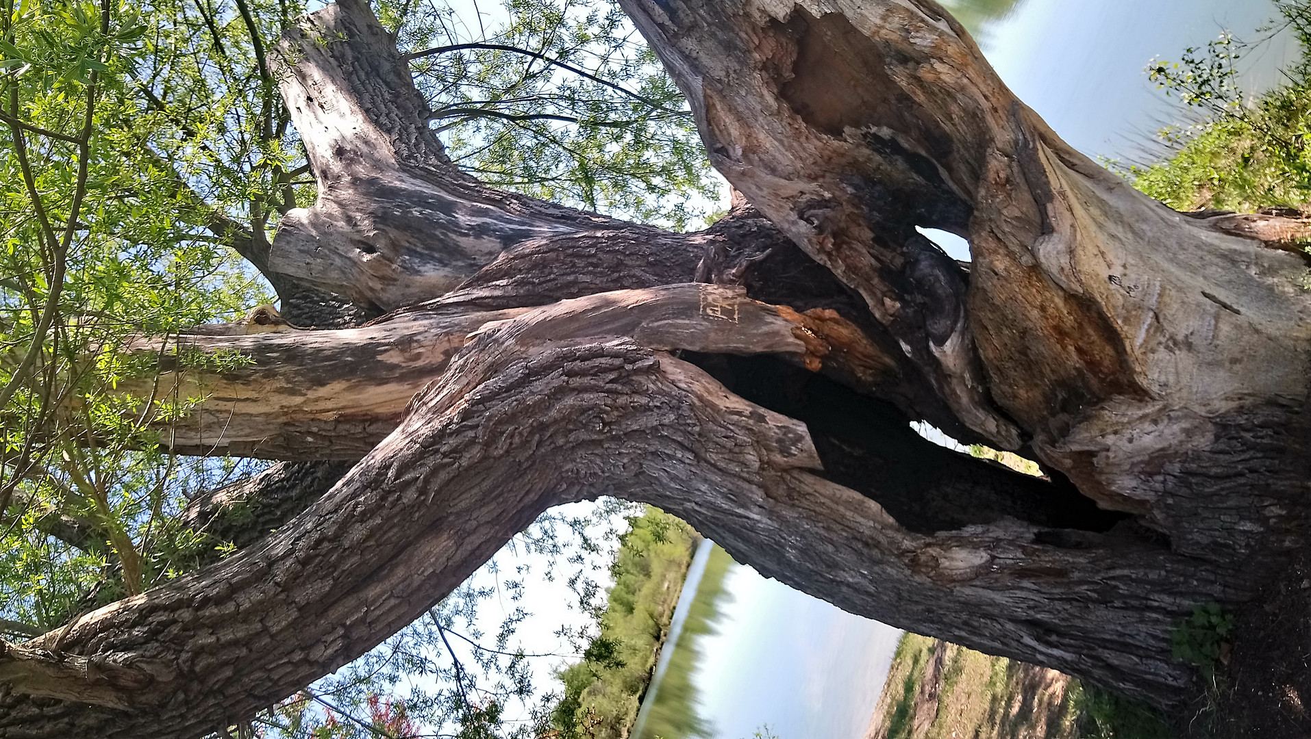 Der alte Baum am Böhmerweiher