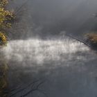 Der Alte Baum am Fluß 