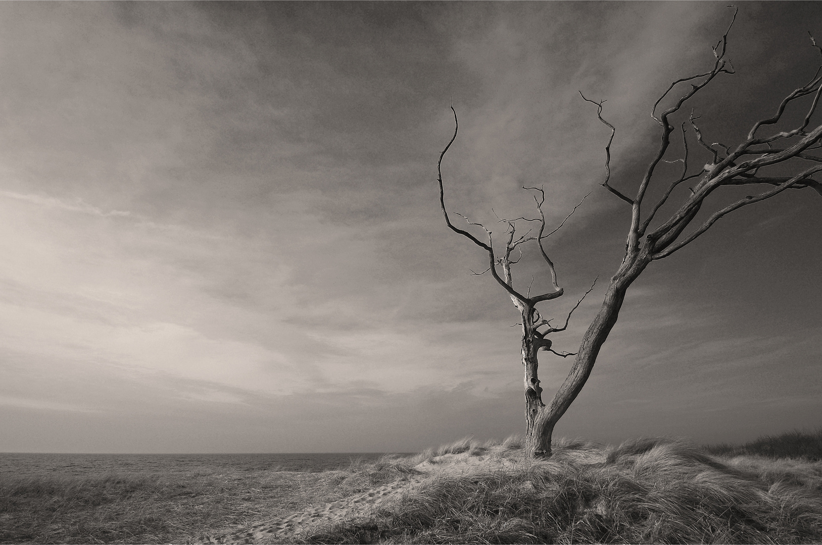 Der alte Baum am Meer