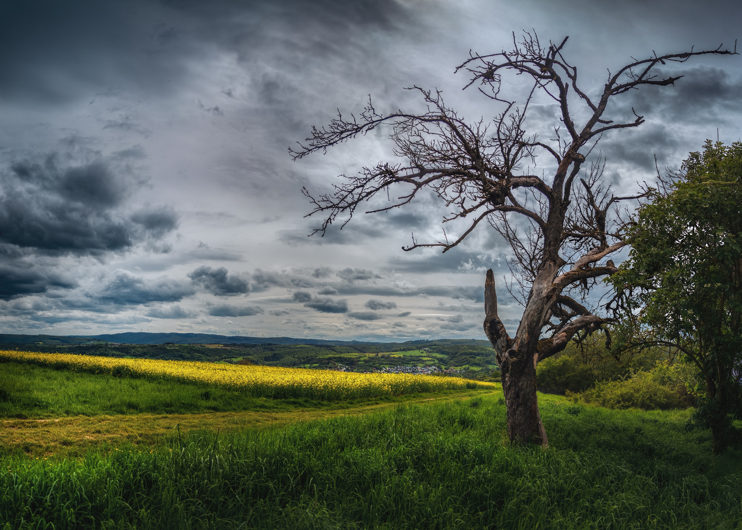 Der alte Baum am Rapsfeld