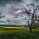 Der alte Baum am Rapsfeld