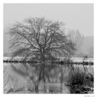 Der alte Baum am See...